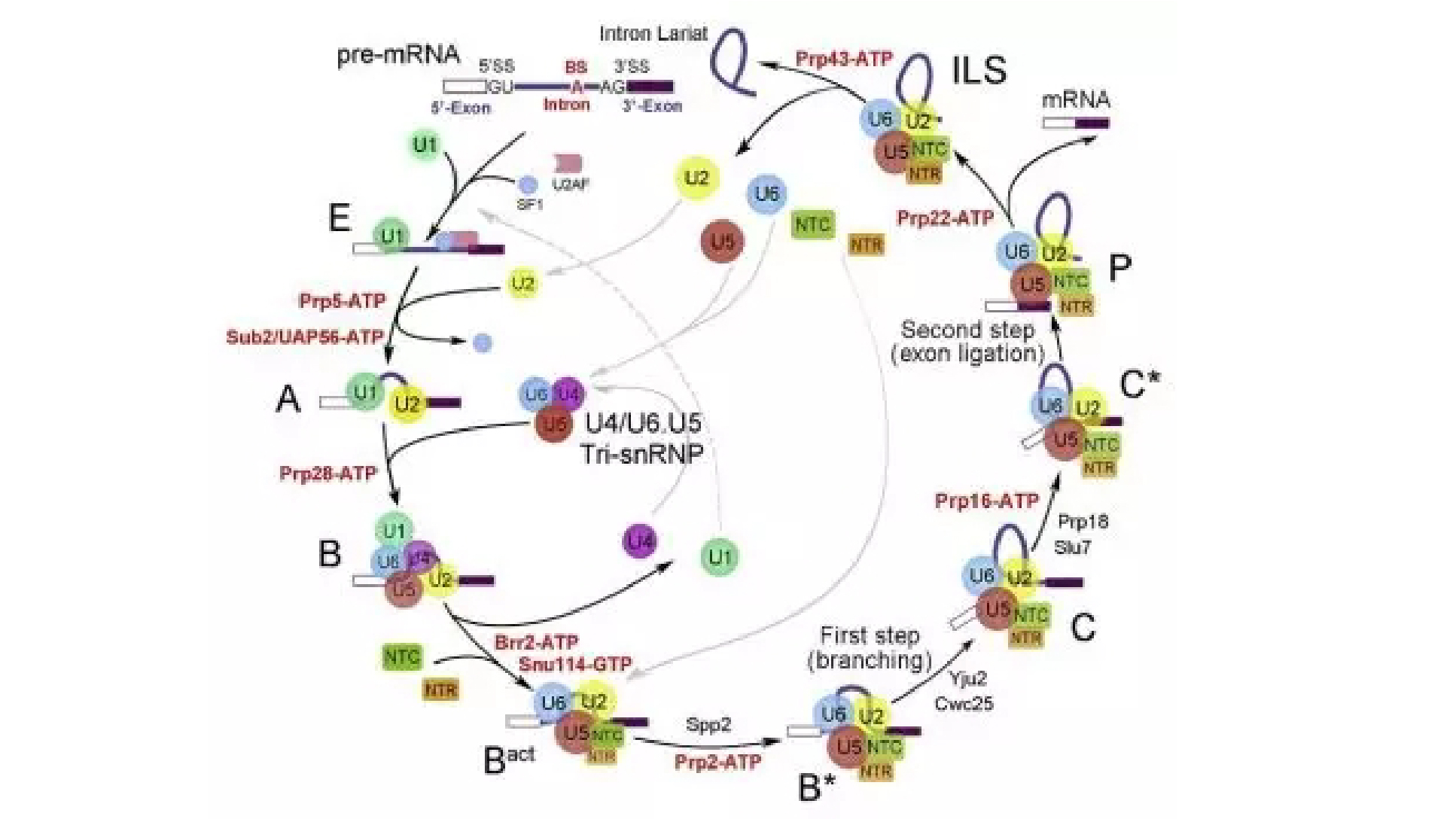 The Conformational Dynamics of Cas9 Governing DNA Cleavage Are Revealed ...